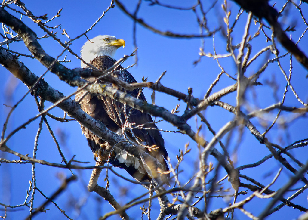 39265440704_8b6a54aaf8_b